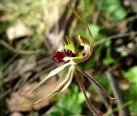 Arachnorchis Parva - Small Spider Orchid.jpg